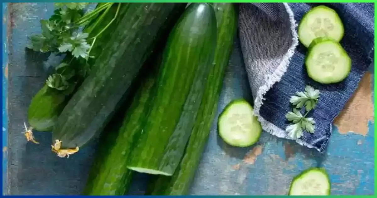 cucumber delight