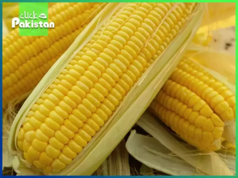 Benefits of Corn