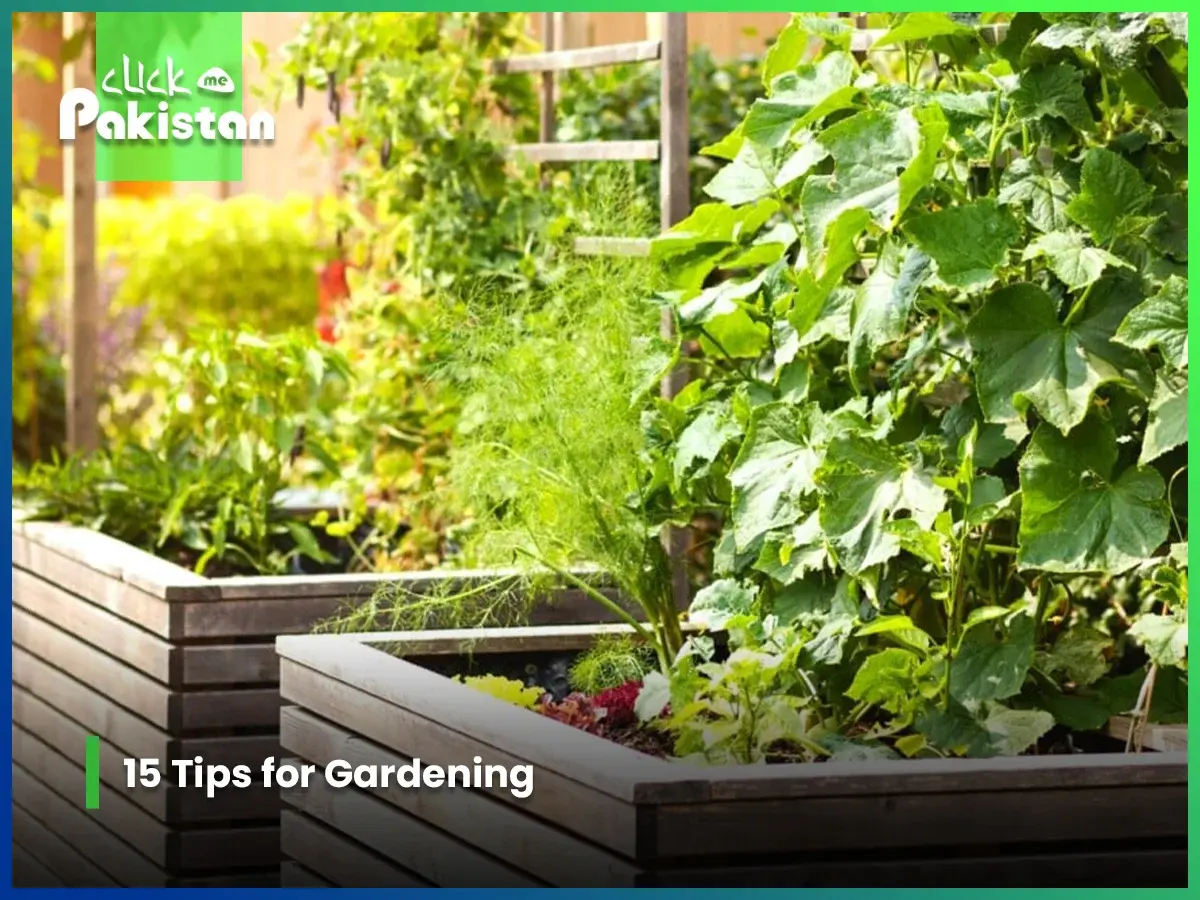 15 Tips for Gardening