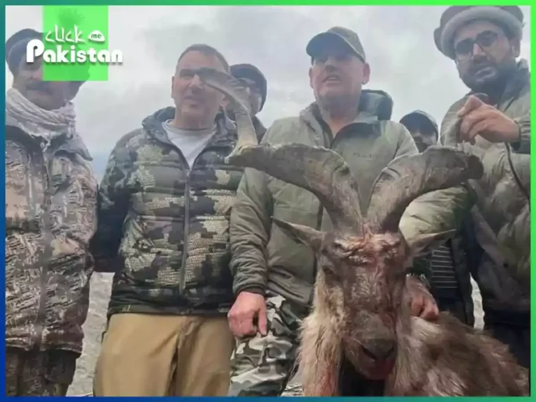 American hunts markhor