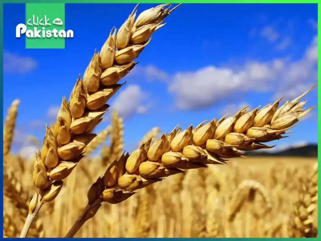 Import of Wheat