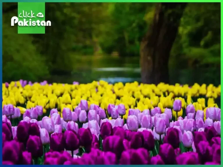 Springtime Necessities: Your Seasonal Guide For Spring