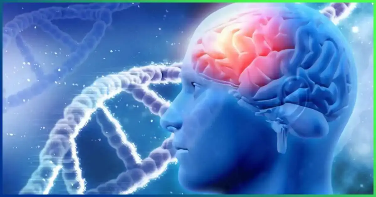 May improve cognitive performance and fend off neurodegenerative diseases
