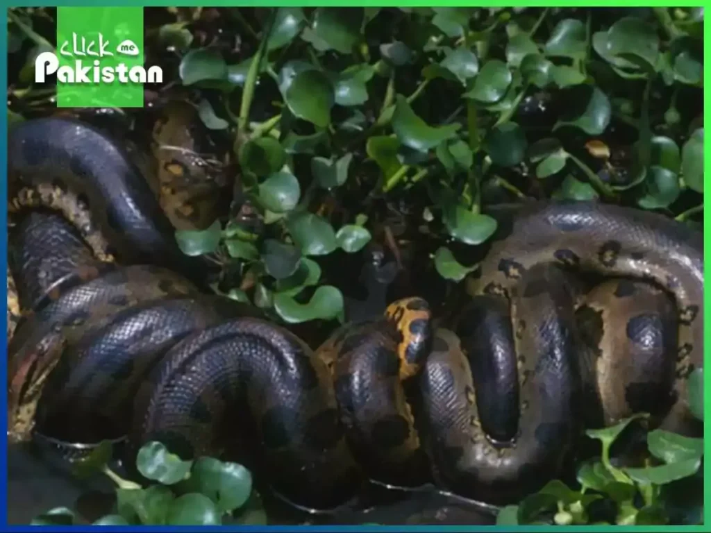 Biggest Snake Species