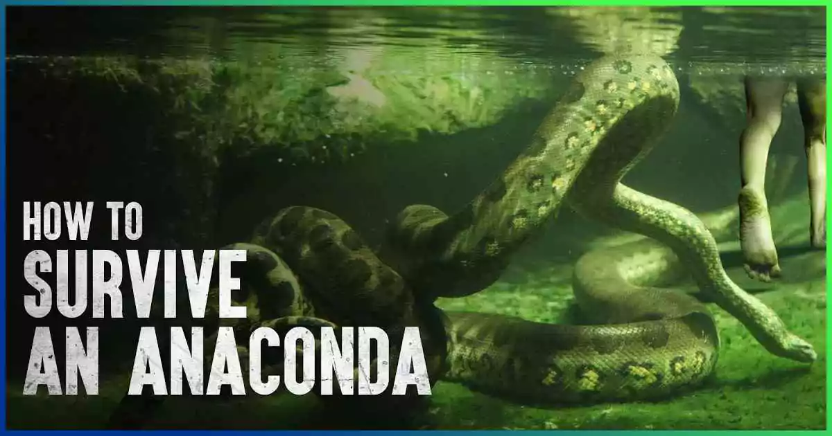 anaconda