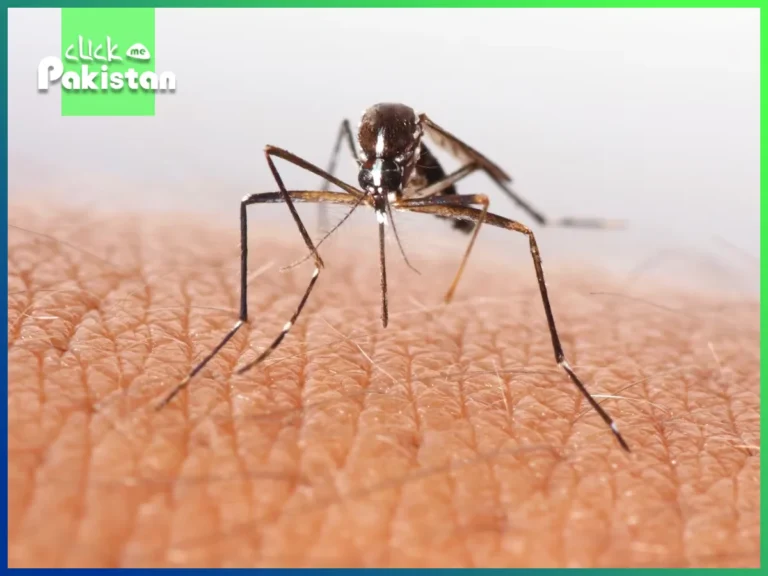Mosquitoes