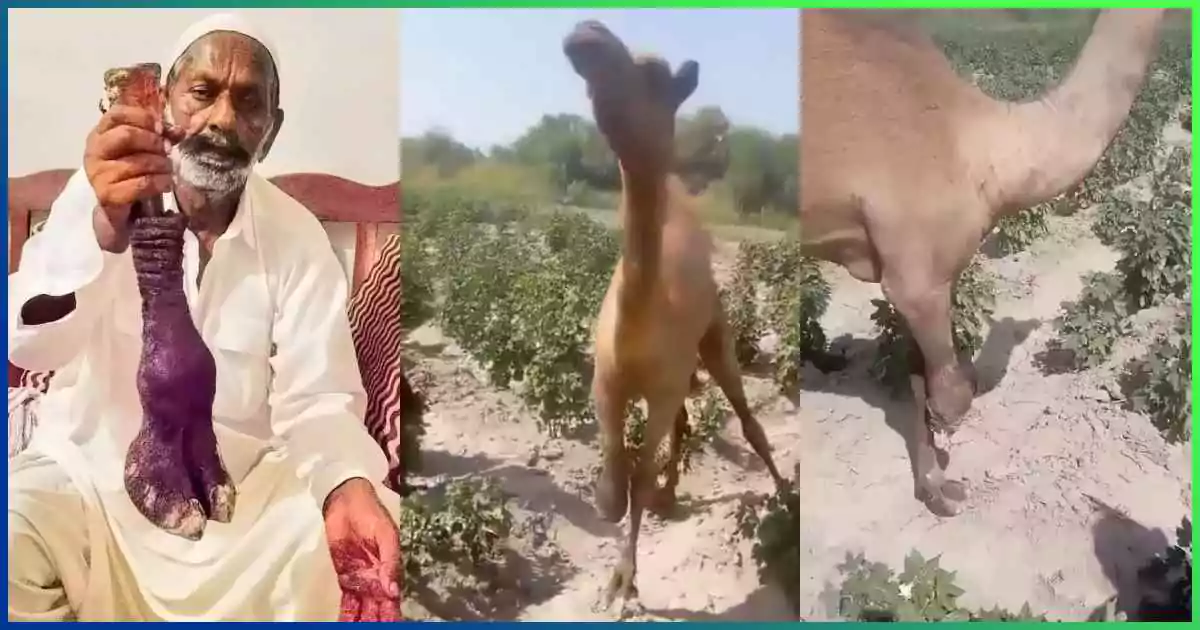 Man Mutilated Camel's Leg Over Land Dispute 